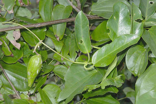 武靴藤(植物)