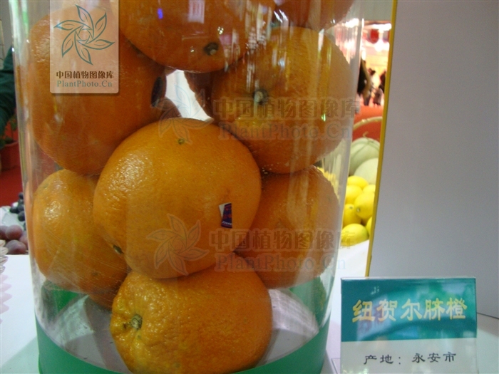 Citrus junos（中文名：香橙）