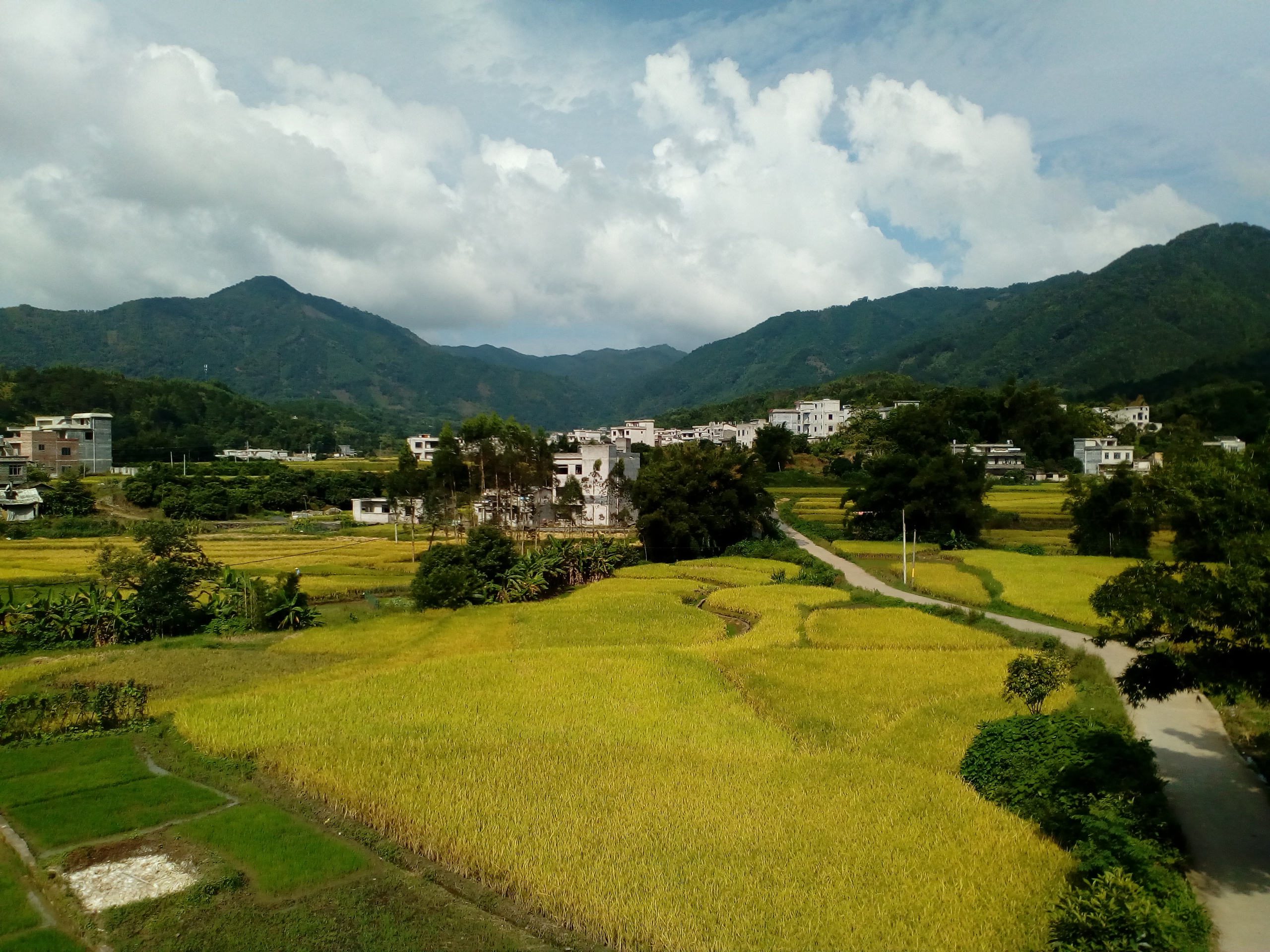 古龍大村