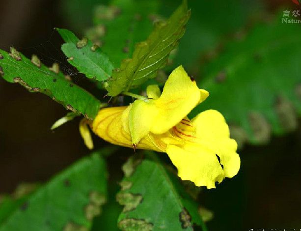 裂距鳳仙花