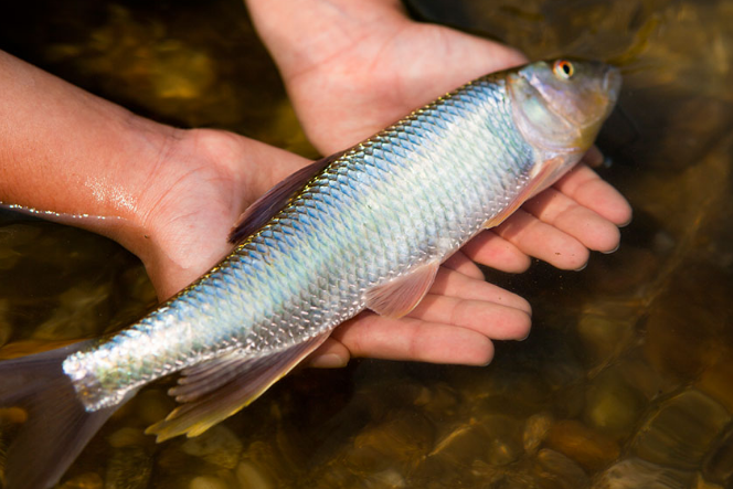 建甌淡水魚