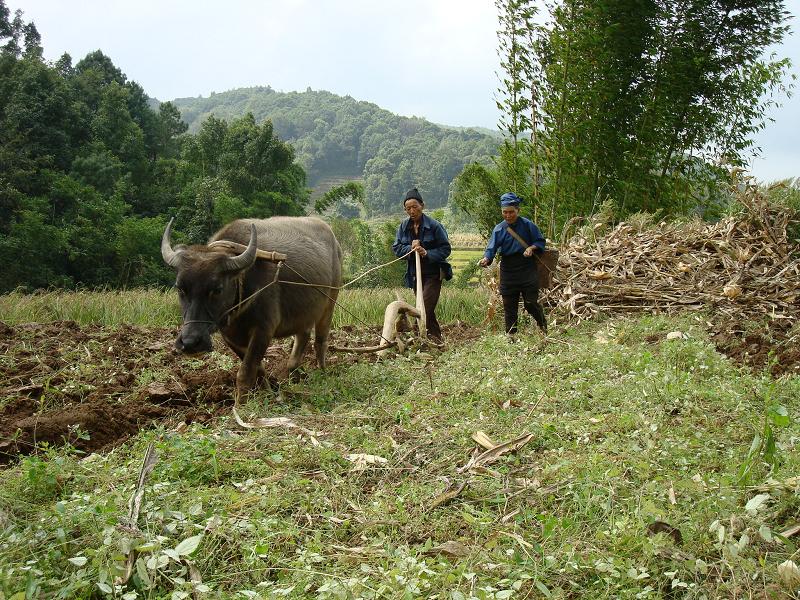 回努自然村