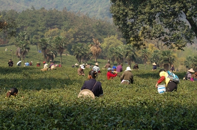 廬山雲霧茶