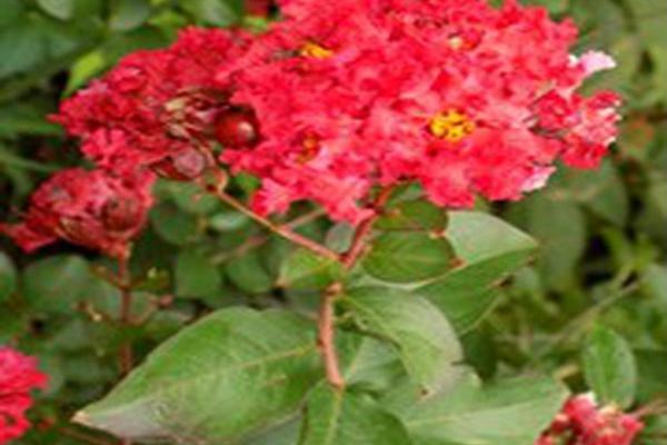 Lagerstroemia indica \x27Whit II\x27 DYNAMITE