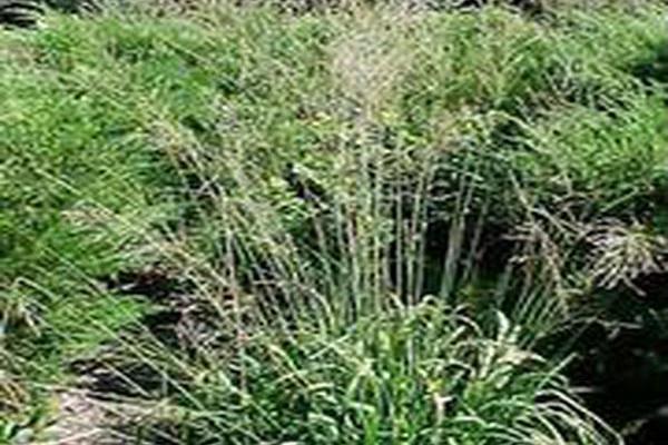 Panicum virgatum \x27Cloud Nine\x27