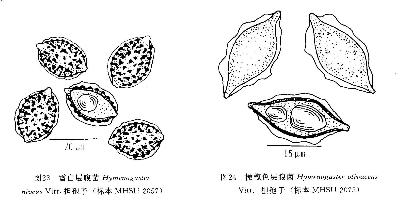 雪白層腹菌