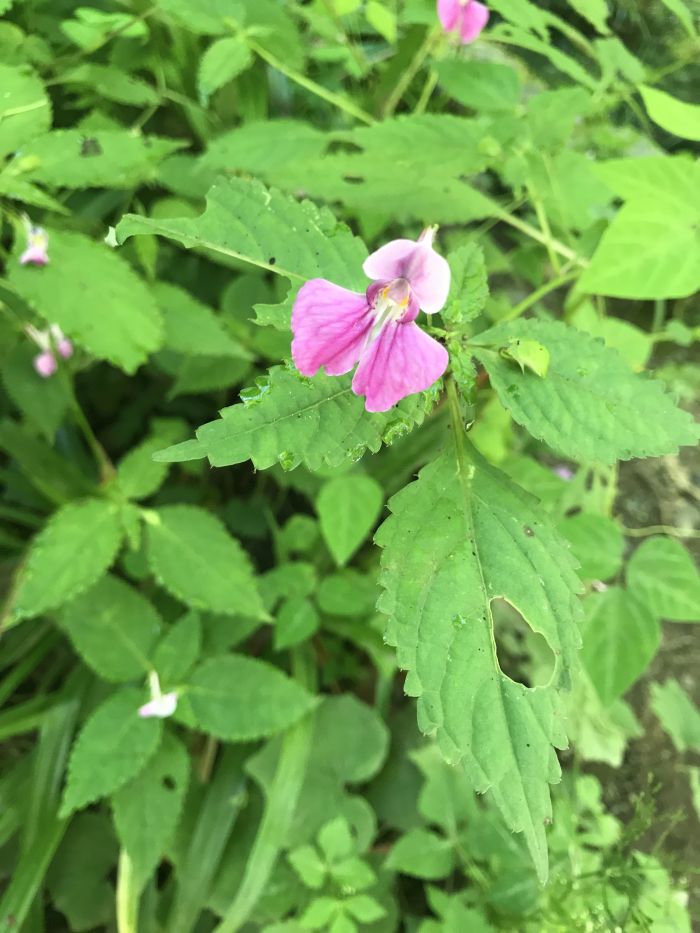 鄂西鳳仙花