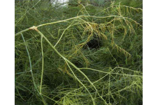 石刁柏菌核病