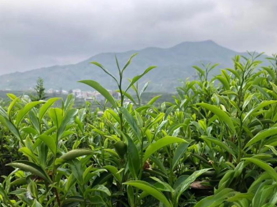 海豐蓮花山茶