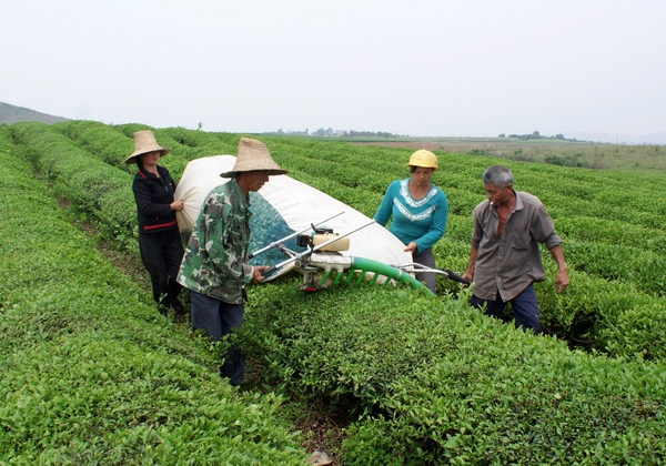 茶園