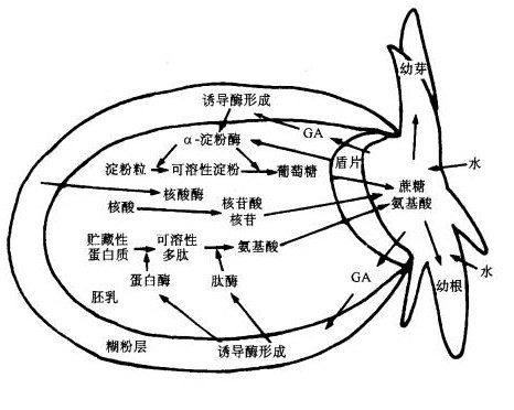 結構圖