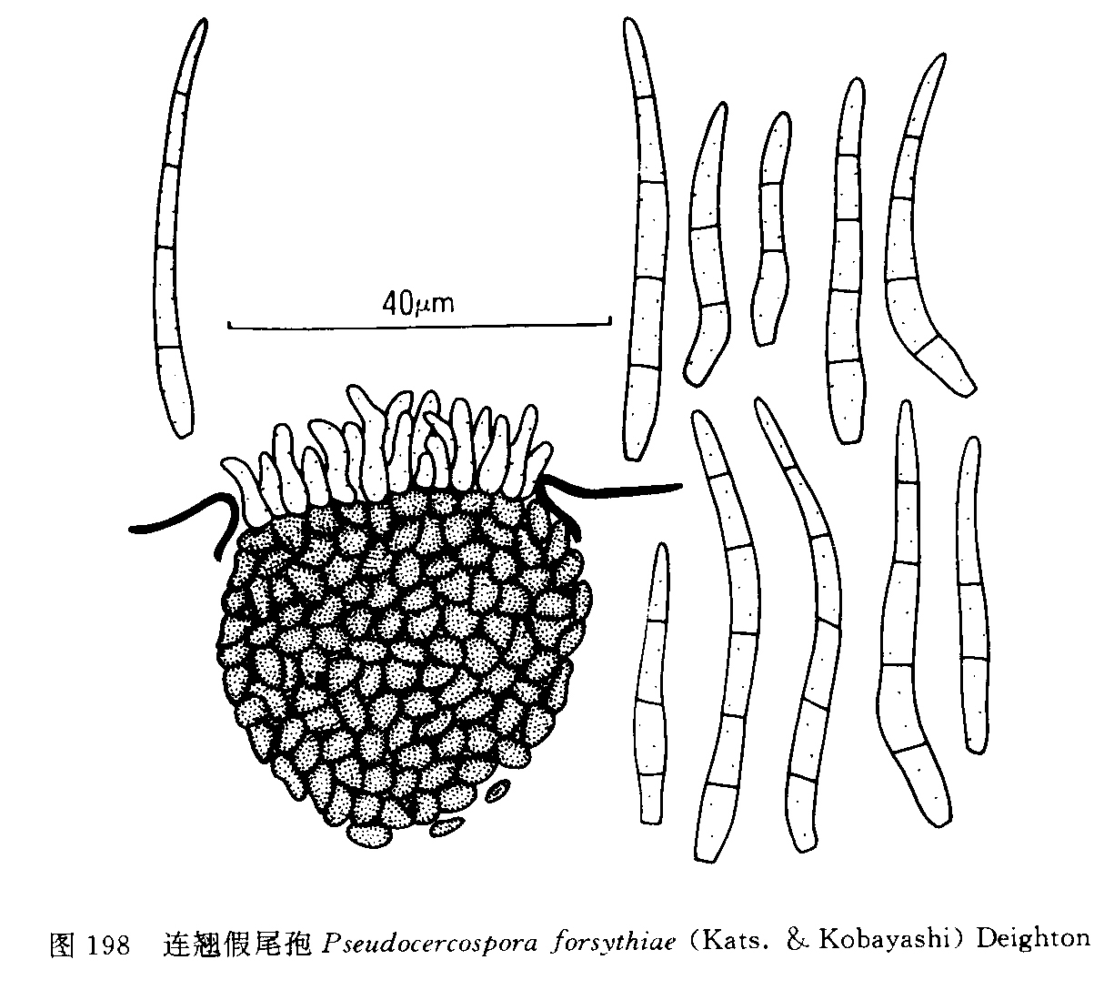 連翹假尾孢