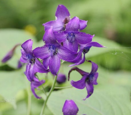 川黔翠雀花