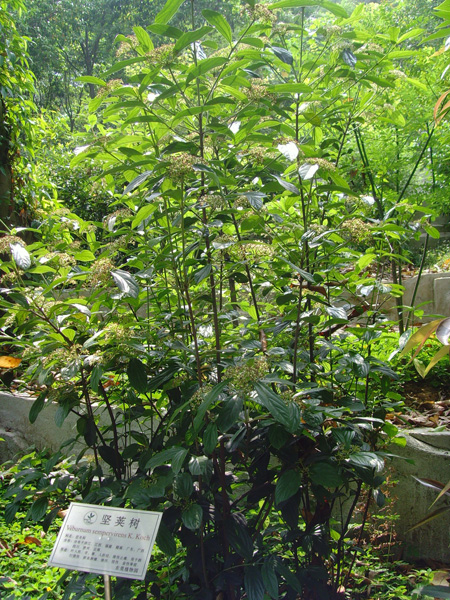 白花堅莢樹(白花堅莢樹)