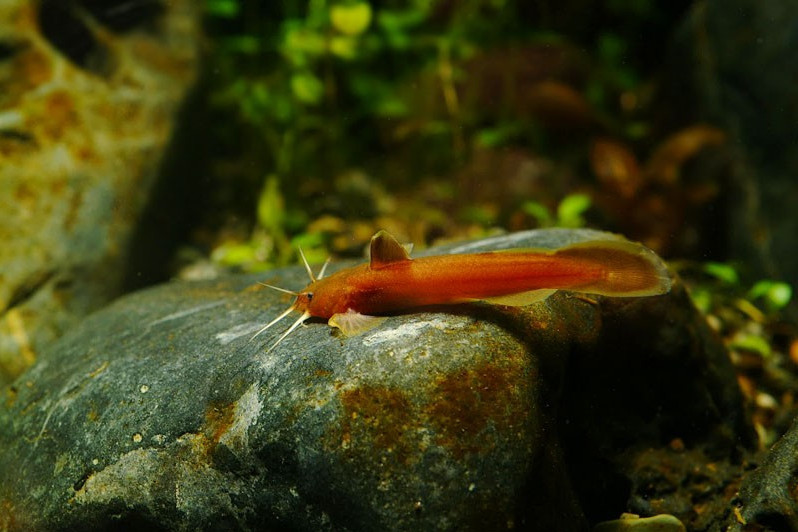 擬緣魚央(擬緣[魚央])