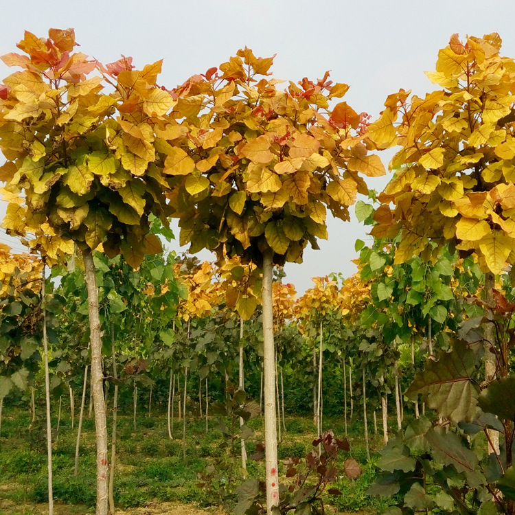 紅霞楊