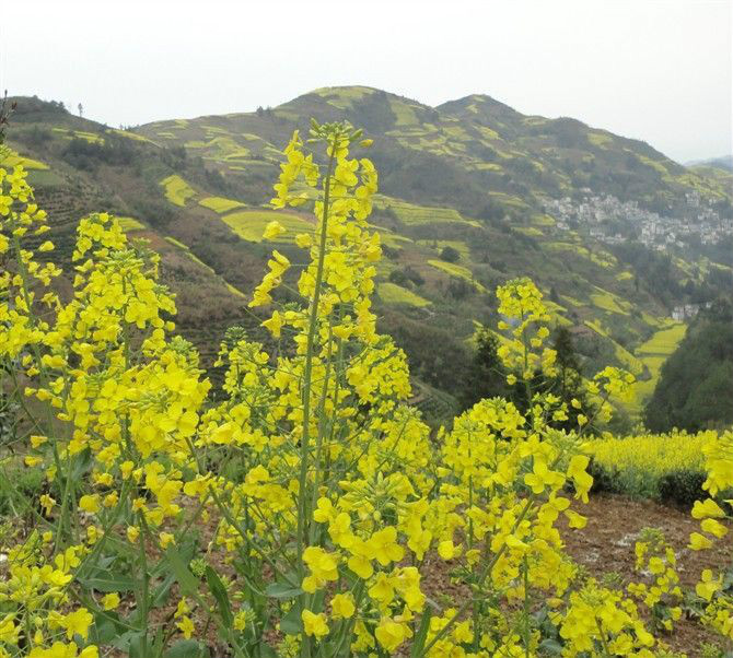 高山槐棠村