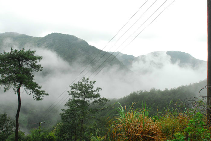 美麗香榧