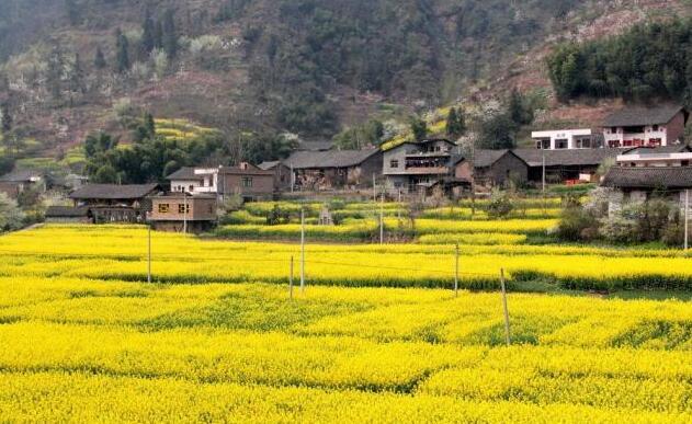 岙口塘村