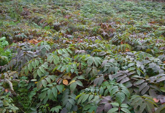 小漆樹(漆樹屬植物)