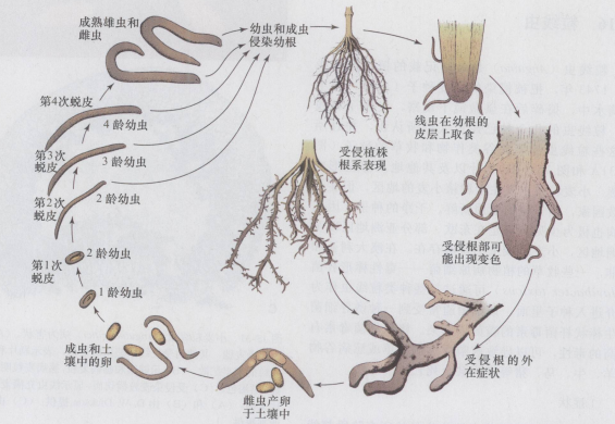 馬鈴薯殘根線蟲病