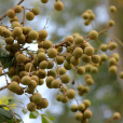 龍眼(桂圓（水果類植物）)