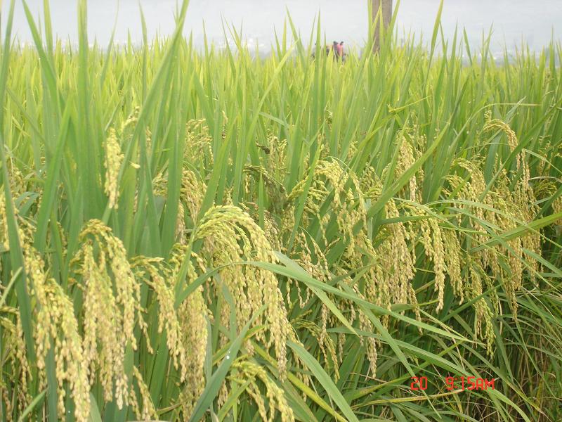 高海村水稻種植業