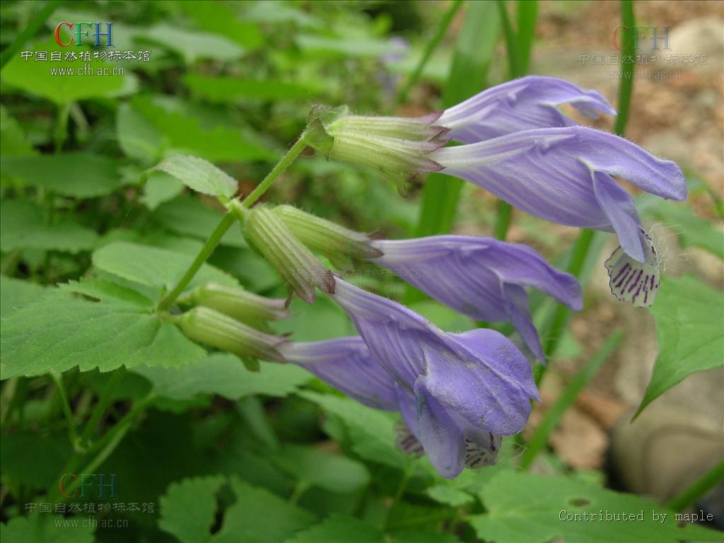 蕁麻葉龍頭草