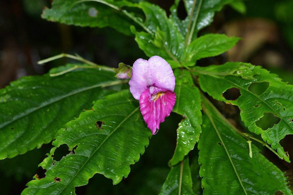 華麗鳳仙花