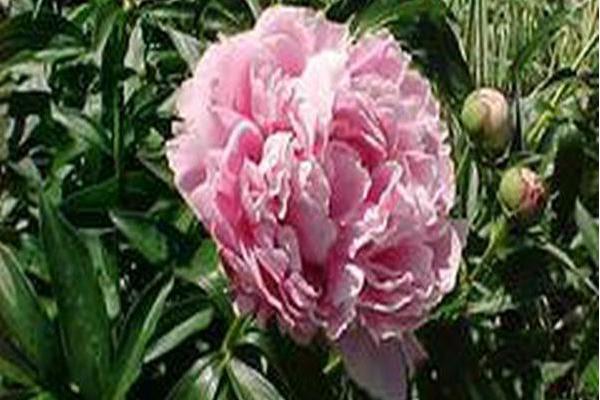 Paeonia lactiflora \x27Sarah Bernhardt\x27