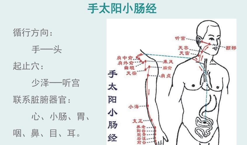 手太陽小腸經經絡示意圖