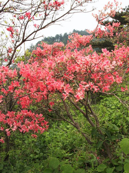 紅粘毛杜鵑（亞種）