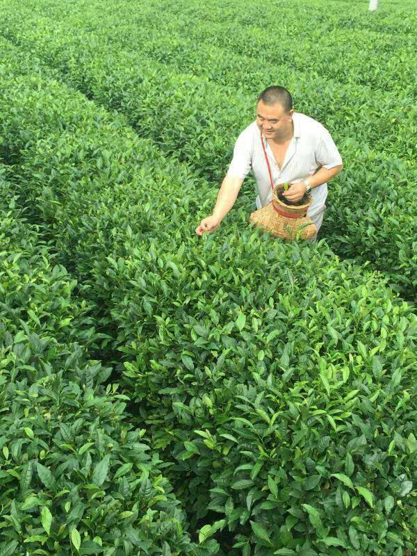 郭文平(誠信茶大叔)