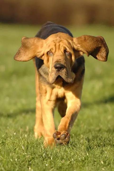 尋血獵犬(尋血犬)