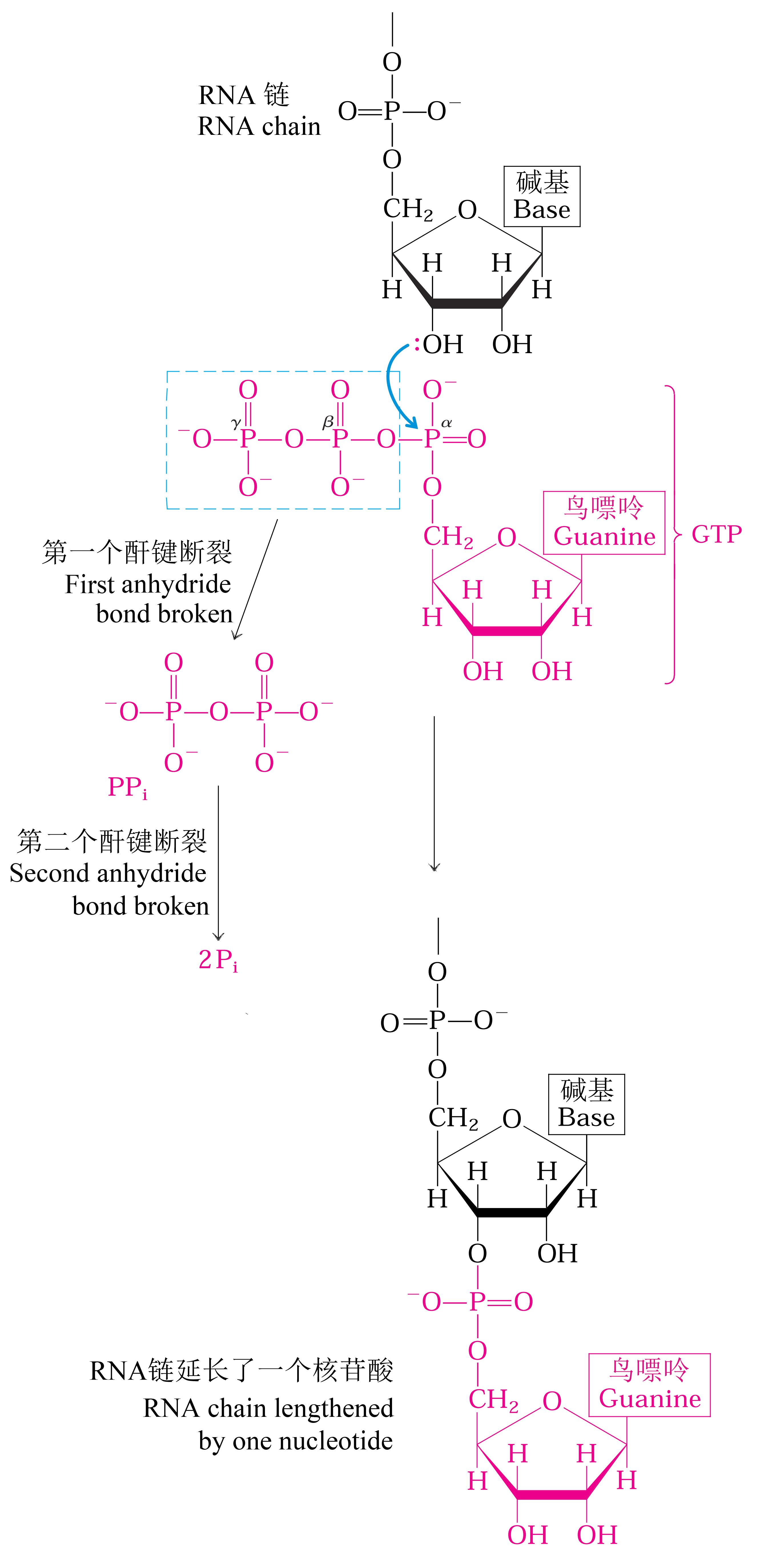 圖2 在RNA合成中的三磷酸鳥苷