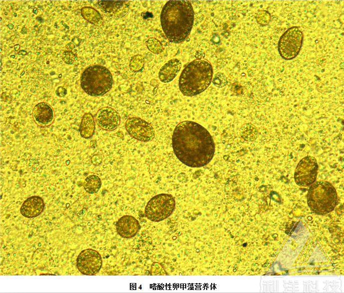卵甲藻病菌