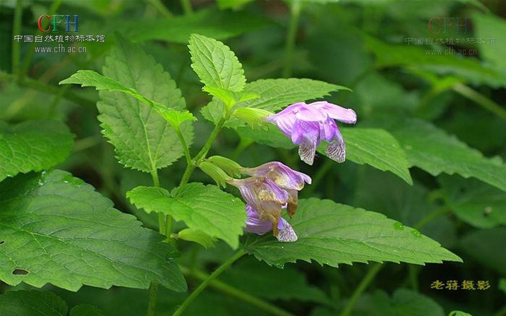 疏麻菜