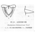 尖尾須缺耳蝗