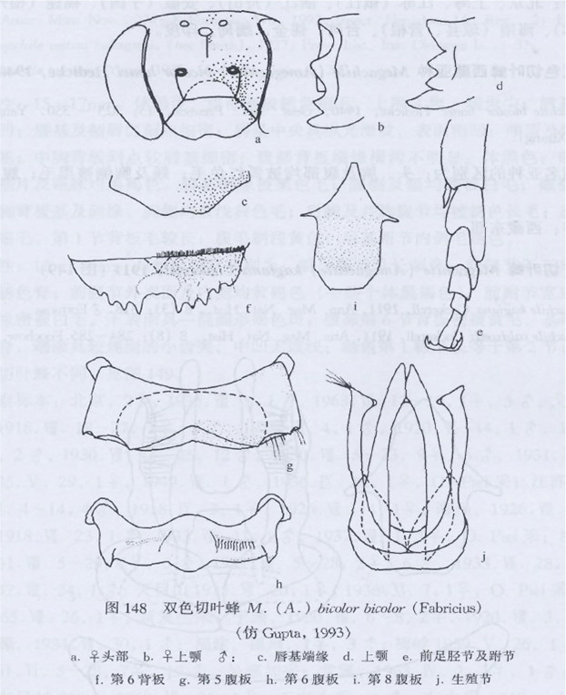 雙色切葉蜂指名亞種