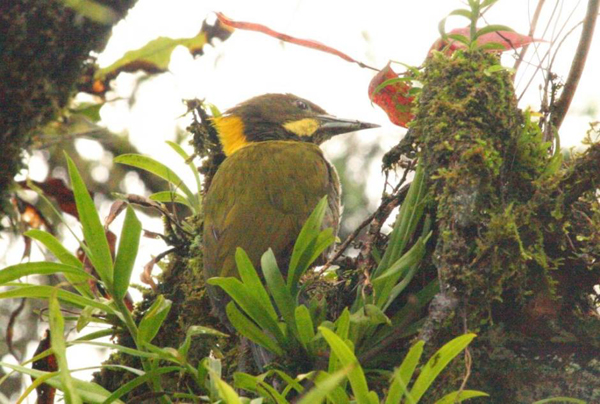 大黃冠啄木鳥馬來亞種