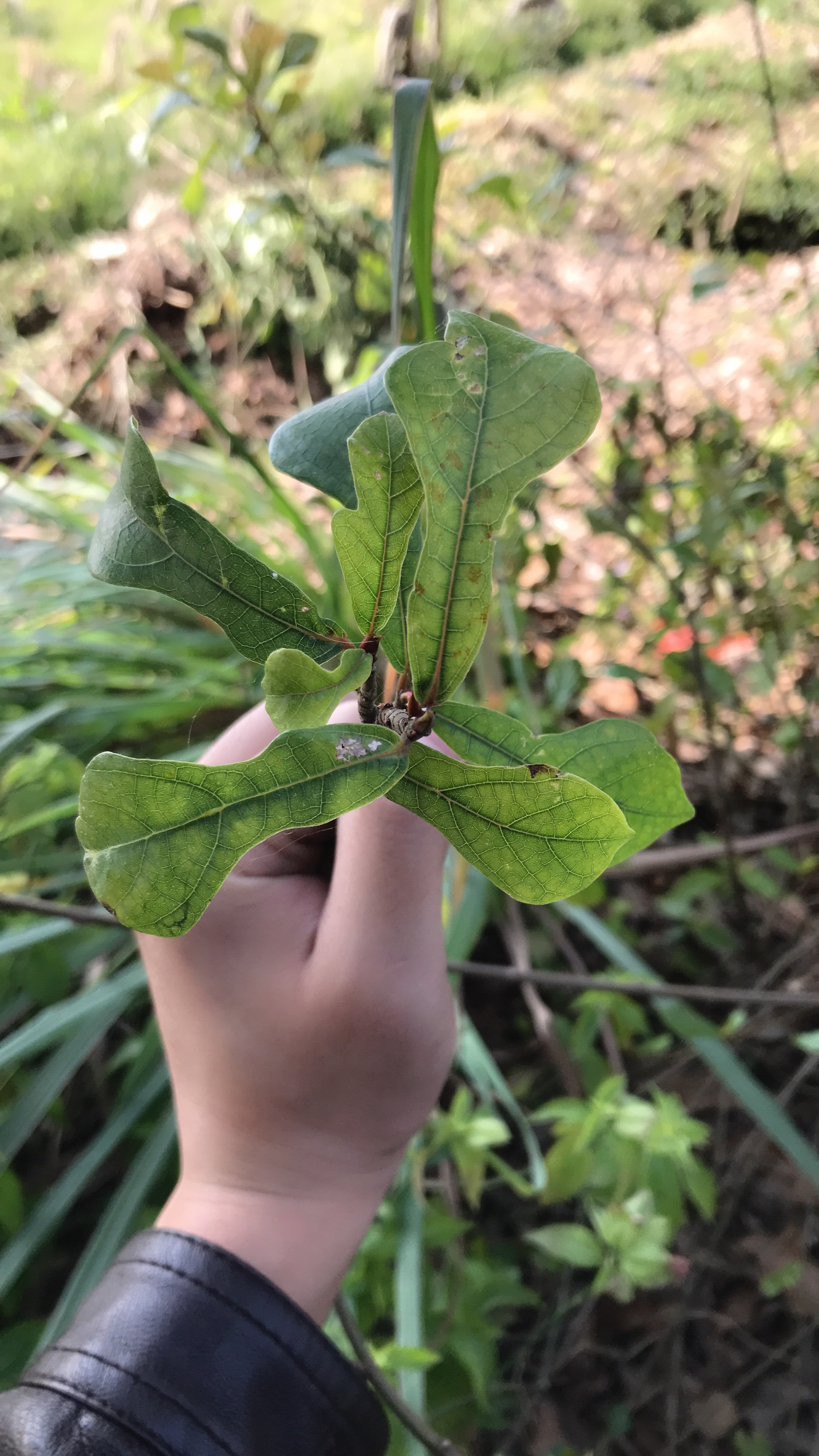 水照影