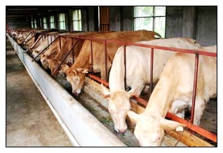 萬頭肉牛養殖基地