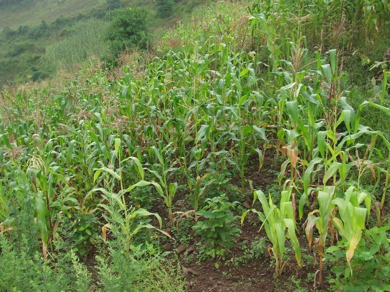 僳沙村玉米種植業