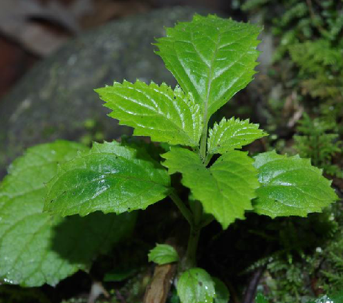 長梗玄參(玄參科玄參屬植物)