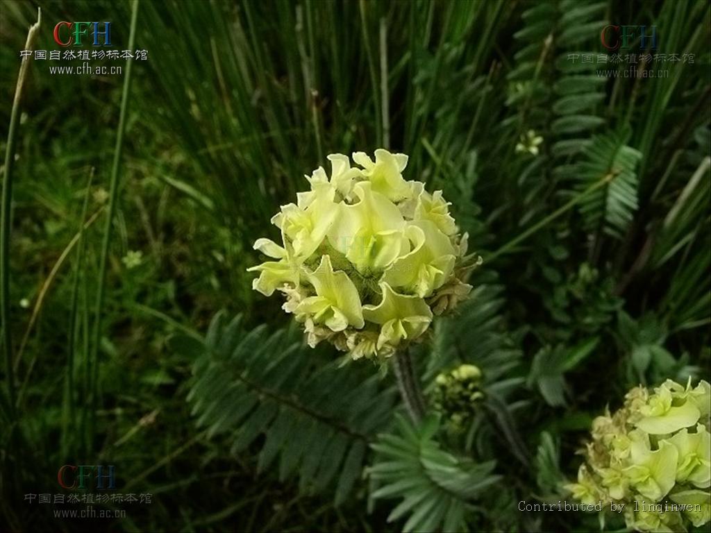 黃花棘豆