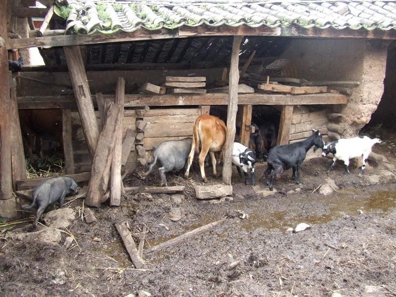 榨葉橋村畜牧業