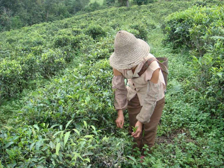 芒茂自然村