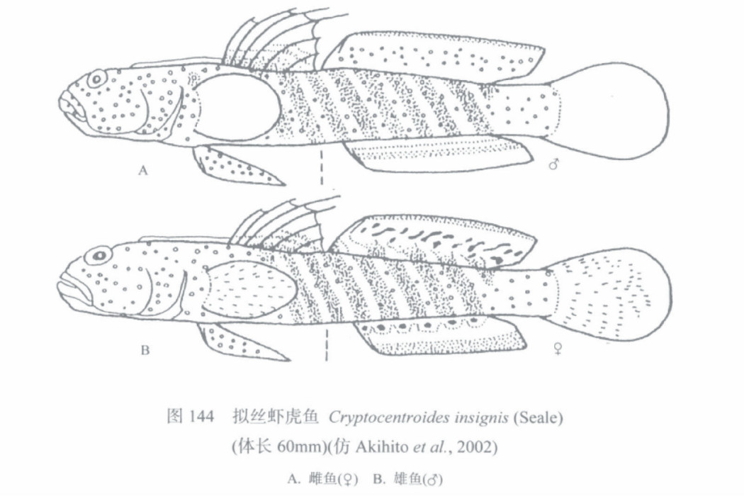 擬絲蝦虎魚