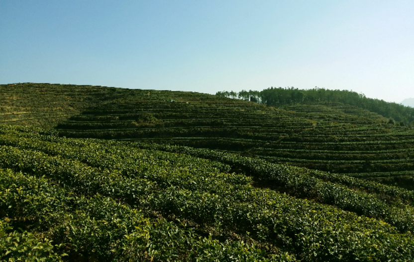 永泰綠茶