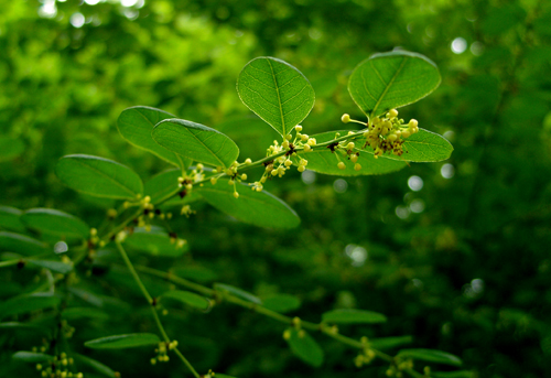 一葉萩(植物)